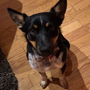 Meet your Posher, Iris